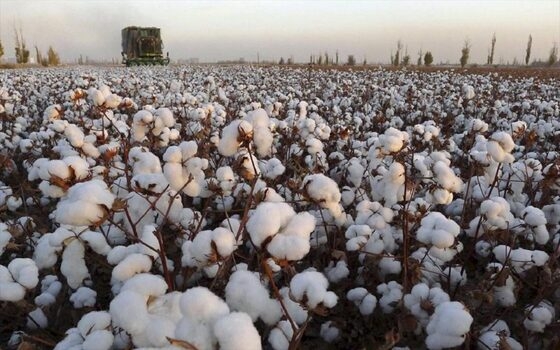 Φέρες: Η βιώσιμη και ποιοτική καλλιέργεια βαμβακιού στο επίκεντρο των φετινών εσπερίδων